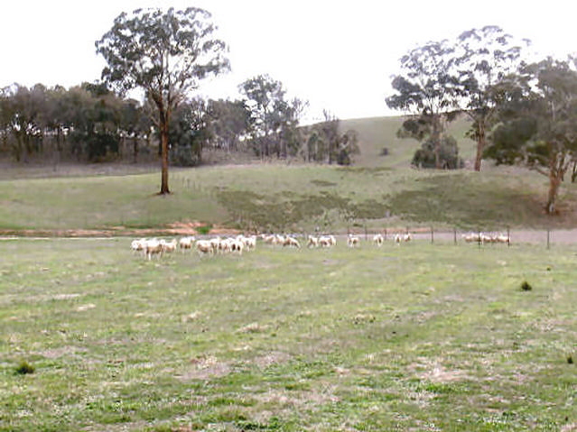 Murrumbateman Road
