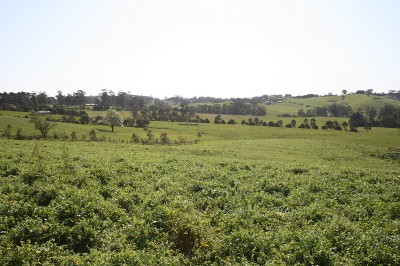 Stevens Road
