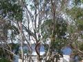 Rattray First National for Lot 28 Banksia Drive, ANSONS BAY 