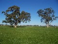 Barry Plant - Echuca for Cnr Brown Road & Lady Augusta Road, ECHUCA 