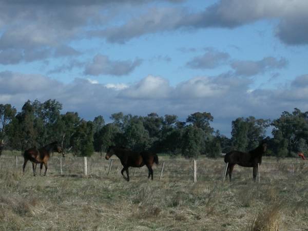 HORSES PARADISE ON 80 ACRES Picture 1
