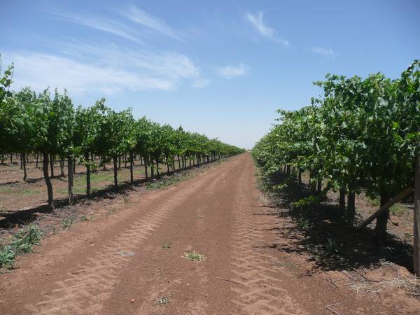 Yenda Vineyard Picture 3