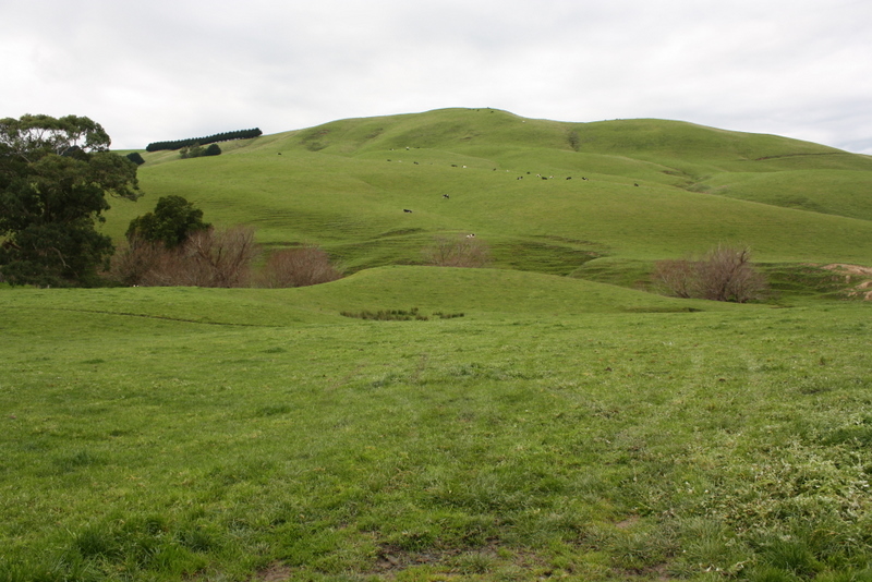 BLUE GUM COUNTRY - 154 ACRES Picture 2