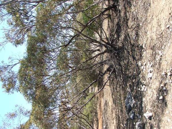 NATURAL MALLEE SCRUB BLOCKS Picture 2