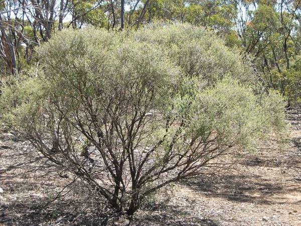 NATURAL MALLEE SCRUB BLOCKS Picture 3