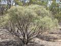 NATURAL MALLEE SCRUB BLOCKS Picture