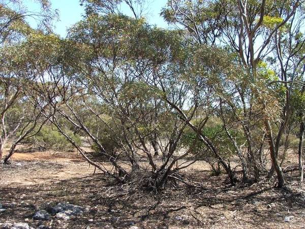 NATURAL MALLEE SCRUB BLOCKS Picture 1