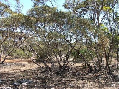 NATURAL MALLEE SCRUB BLOCKS Picture