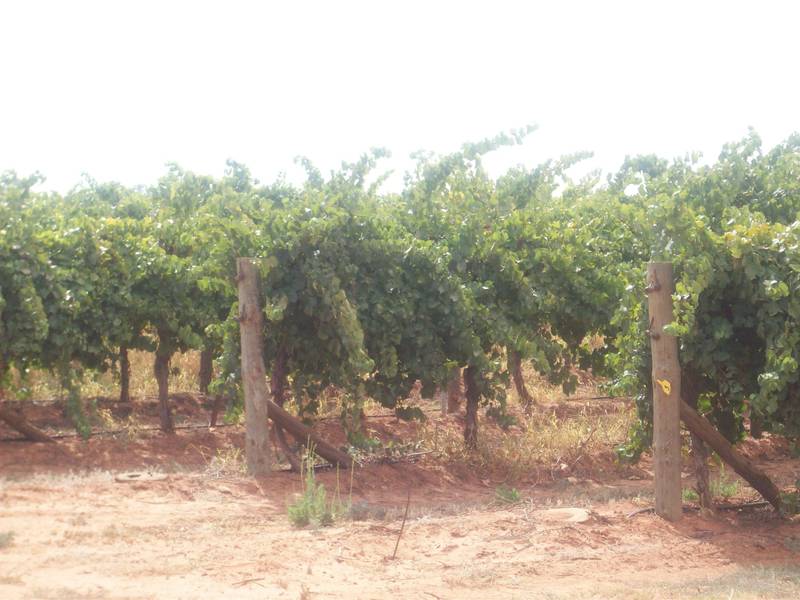 16 Acres Vineyard / Home Site Picture 2