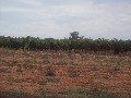16 Acres Vineyard / Home Site Picture