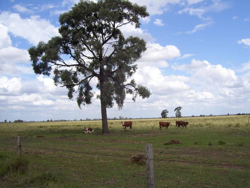 Farming and Grazing Property Picture 1