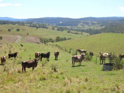 CATTLE COUNTRY Picture